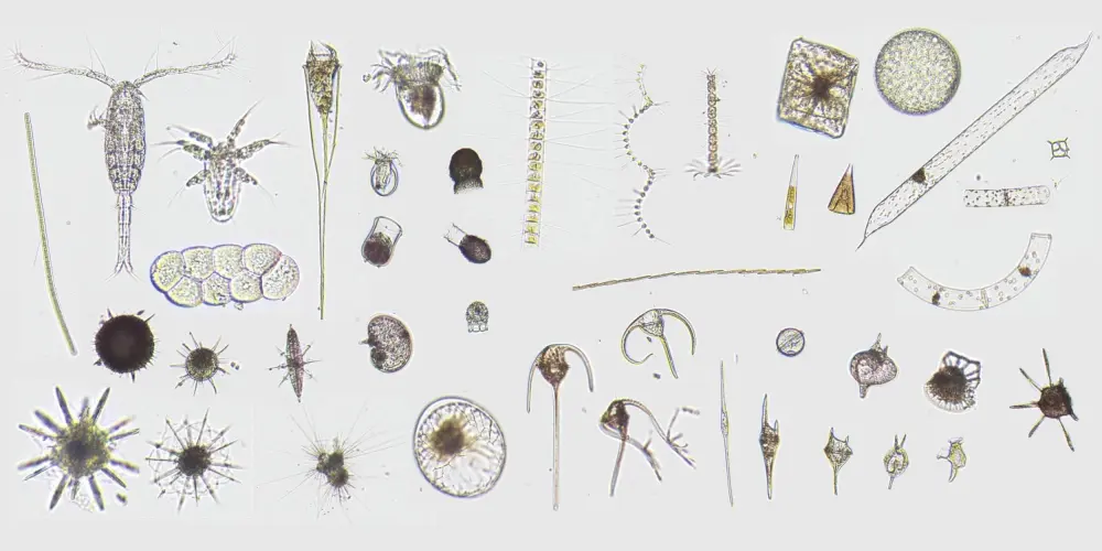 Plankton collage