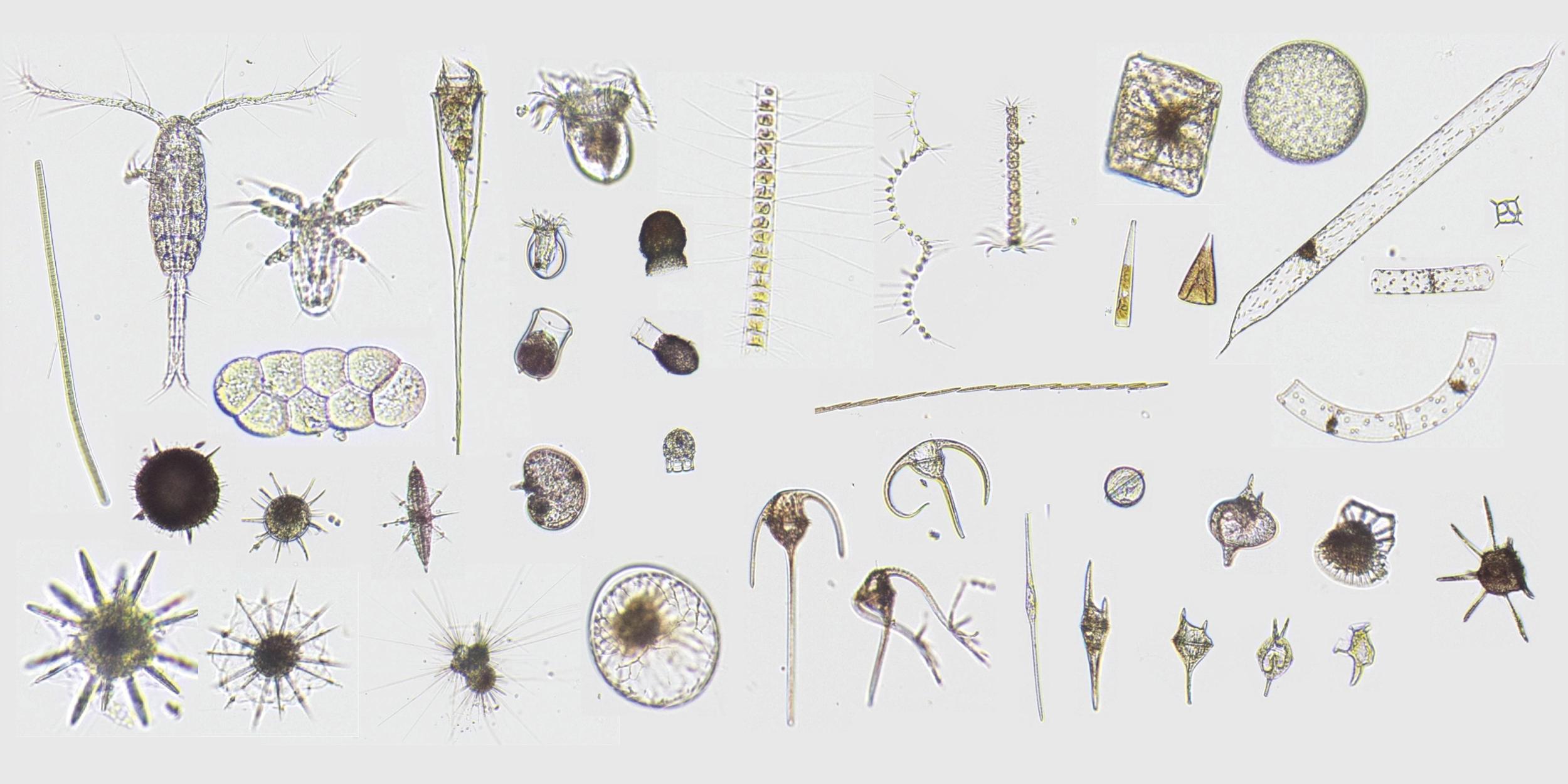 Plankton collage