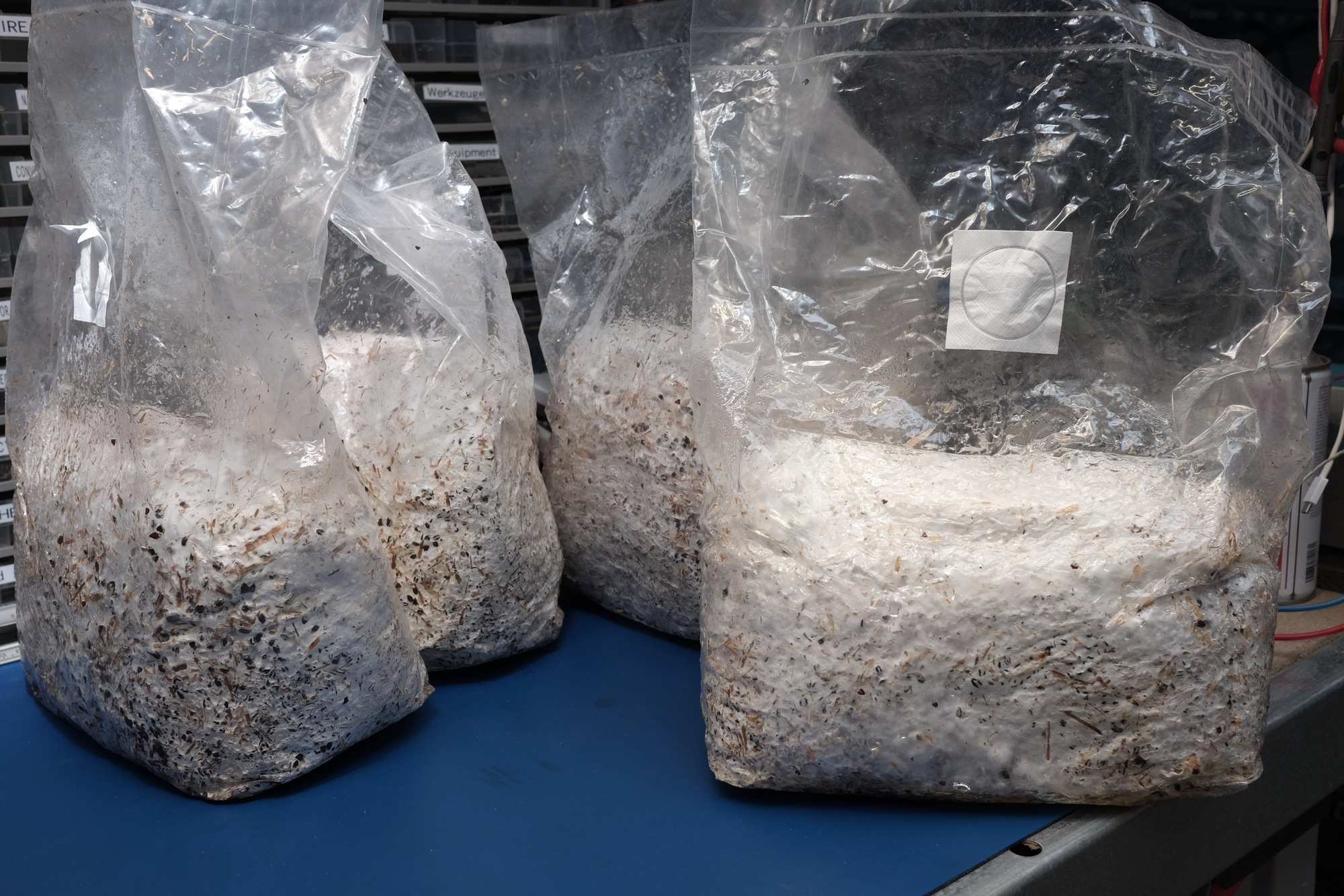 Durchwachsene Substratbeutel